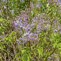 В Москве сирень цветёт :: Валерий Иванович В Москве сирень цветёт :: Валерий Иванович
