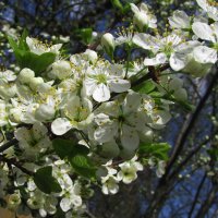 Слива цветёт :: Людмила Смородинская