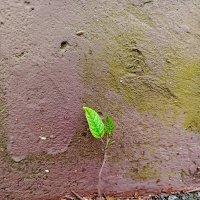 Никогда не сдавайся! :: Vladimir Semenchukov Никогда не сдавайся! :: Vladimir Semenchukov