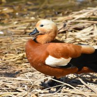 Москва. Ботанический сад МГУ. Огарь. :: Наташа *****