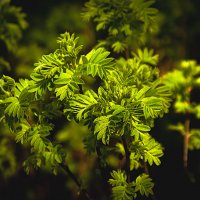 Весеннее :: Владимир Кроливец