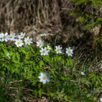 Ветреница дубравная. :: Sergey (Apg)