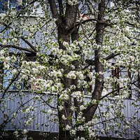 ЦВЕТЕНИЕ :: Владимир Кроливец