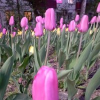 Тюльпаны :: Елена Семигина