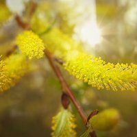 Весенние мотивы :: Svetlana Galvez