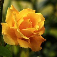 Милая красавица :: Юрий. Шмаков