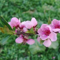 Цветет Персик :: Рита Симонова