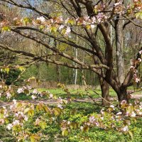 весна :: ИРЭН@ . весна :: ИРЭН@ .