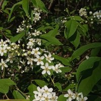 Черемуха :: Валерий