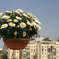 Хризантема кустарниковая . Цветы на балконе . :: Светлана Хращевская Хризантема кустарниковая . Цветы на балконе . :: Светлана Хращевская