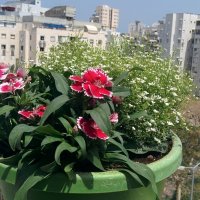 Гвоздика китайская. Цветы на балконе. :: Светлана Хращевская