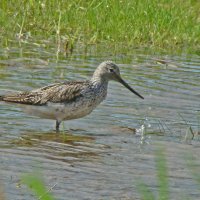 большой улит :: gawrilа - dan