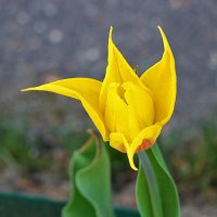 Золото апреля :: Светлана Золото апреля :: Светлана