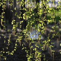 *** :: Вадим *** :: Вадим