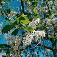 Белый цвет :: Любовь Иванова