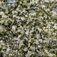 Цветет яблоня :: <<< Наташа >>>