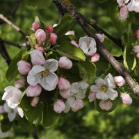 Цветет яблоня :: <<< Наташа >>>