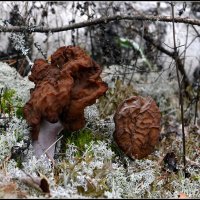 Сморчок :: Aleksandr Gal Сморчок :: Aleksandr Gal