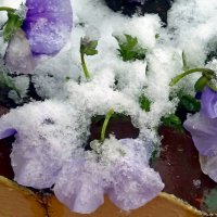 Под снежным покрывалом :: Galina Solovova Под снежным покрывалом :: Galina Solovova