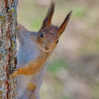 внезапное появление :: Andrey Bragin 