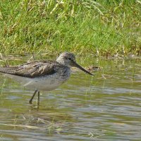 большой улит :: gawrilа - dan