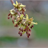 Весеннее пробуждение... :: Aquarius - Сергей