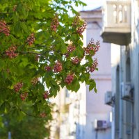 Город в цветущих каштанах :: Светлана Тихонина