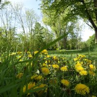 Апрель :: Галина 