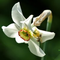 Изящество нарцисса. :: Восковых Анна Васильевна 