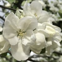 Не смотря на апрельский холод… :: Pippa 