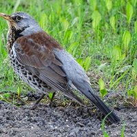 Из жизни дроздов :: Милешкин Владимир Алексеевич 