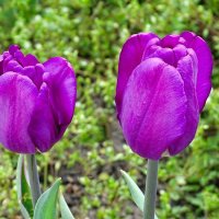 Городские цветы :: Милешкин Владимир Алексеевич 