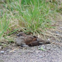 Присел отдохнуть :: Любовь Сахарова