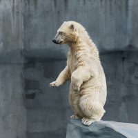 Белый :: SanSan 