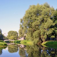 Дерево на берегу озера :: Сергей М 