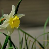 Время цветения... :: Николай Саржанов