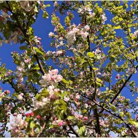 Яблонька. :: Валерия Комова