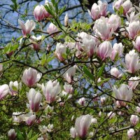 Цветет Магнолия :: Рита Симонова Цветет Магнолия :: Рита Симонова