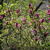 Цветет Магнолия :: Рита Симонова