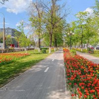 Тюльпановые дни :: Игорь Сарапулов