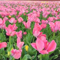 ,,, :: Сергей Тимоновский