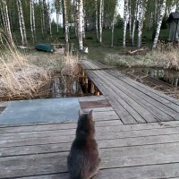 Басик на причале. :: Ольга Довженко