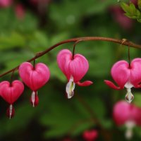 Доброе утро :: Юрий. Шмаков Доброе утро :: Юрий. Шмаков