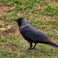 Галка :: Светлана 