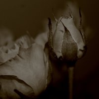 Розы в монохроме :: Любовь Иванова