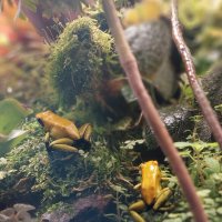 древолаз. :: ИРЭН@ .