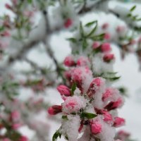 нас засыпает снегом! :: светлана льдокова