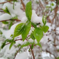 Так необычно такое видеть! :: светлана льдокова