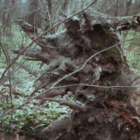 коряга :: Лера коряга :: Лера