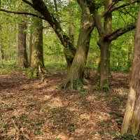 Про деревья... :: Николай Гирш